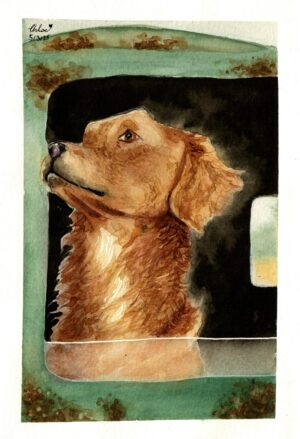 Custom Pet Portraits